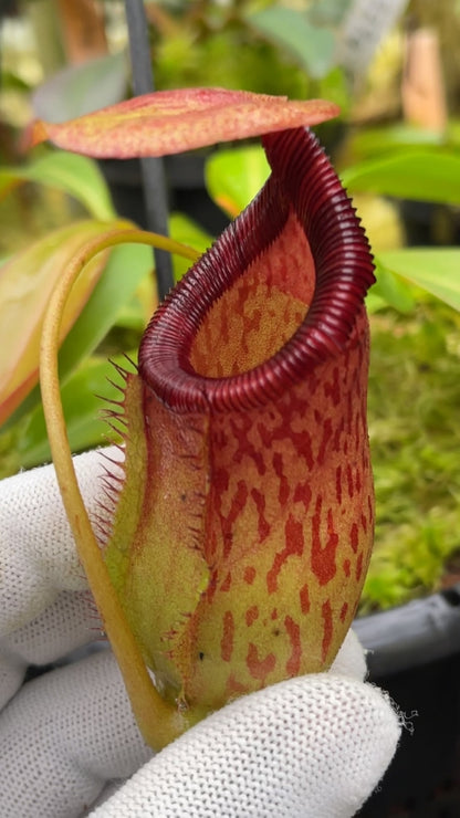 N. ventricosa x ephippiata - assorted clones: BE-4639