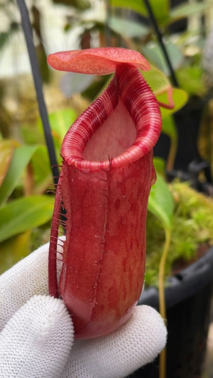 N. ventricosa x ephippiata - assorted clones: BE-4639 *Pre-Order*