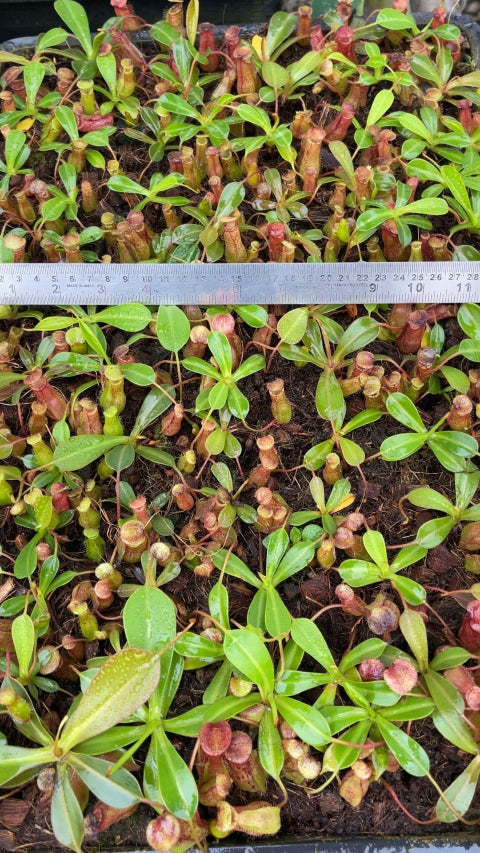 N. ventricosa x ephippiata - assorted clones: BE-4639 *Pre-Order*