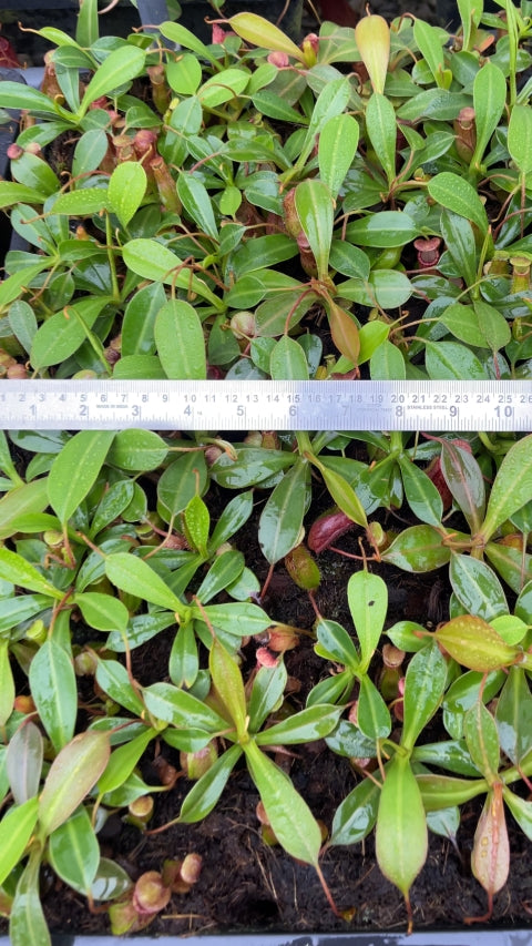 N. ventricosa x ephippiata - assorted clones: BE-4639 *Pre-Order*