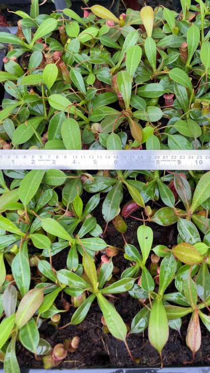 N. ventricosa x ephippiata - assorted clones: BE-4639 *Pre-Order*