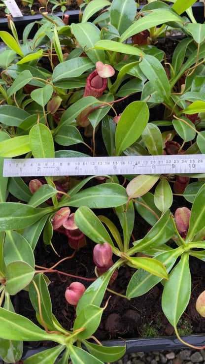 N. ventricosa x ephippiata - assorted clones: BE-4639 *Pre-Order*