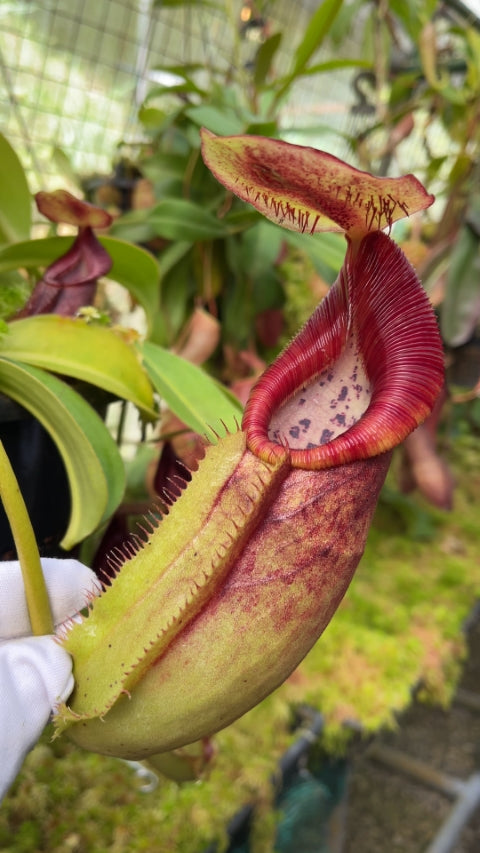 N. spathulata x ephippiata - assorted clones: BE-4642