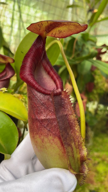 N. spathulata x ephippiata - assorted clones: BE-4642 *Pre-Order*