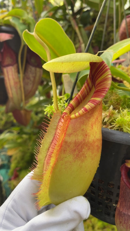 N. spathulata x ephippiata - assorted clones: BE-4642 *Pre-Order*