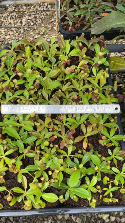 N. spathulata x ephippiata - assorted clones: BE-4642 *Pre-Order*