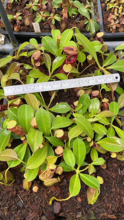 N. spathulata x ephippiata - assorted clones: BE-4642 *Pre-Order*