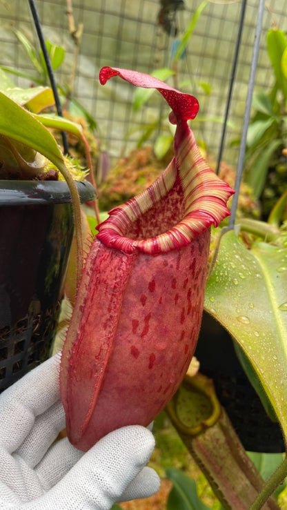 N. sibuyanensis x veitchii - assorted clones: BE-4643