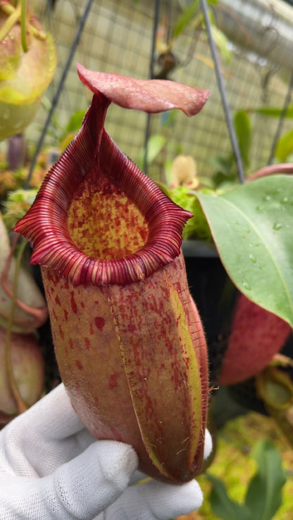 N. sibuyanensis x veitchii - assorted clones: BE-4643 *Pre-Order*