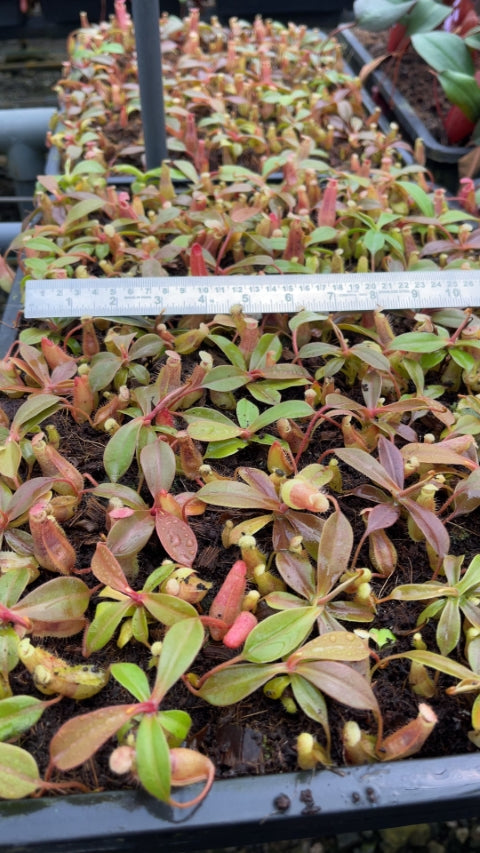 N. sibuyanensis x veitchii - assorted clones: BE-4643 *Pre-Order*