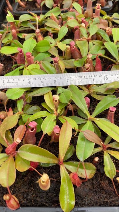 N. sibuyanensis x veitchii - assorted clones: BE-4643 *Pre-Order*