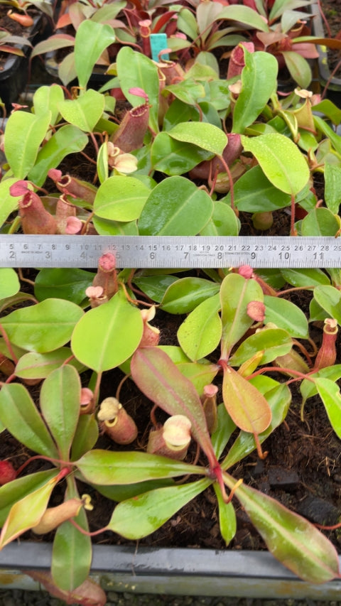 N. sibuyanensis x veitchii - assorted clones: BE-4643 *Pre-Order*