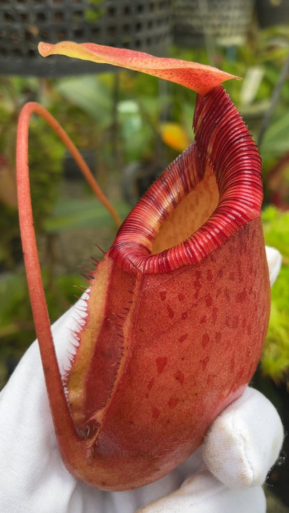 N. sibuyanensis x ephippiata – assorted clones: BE-4644