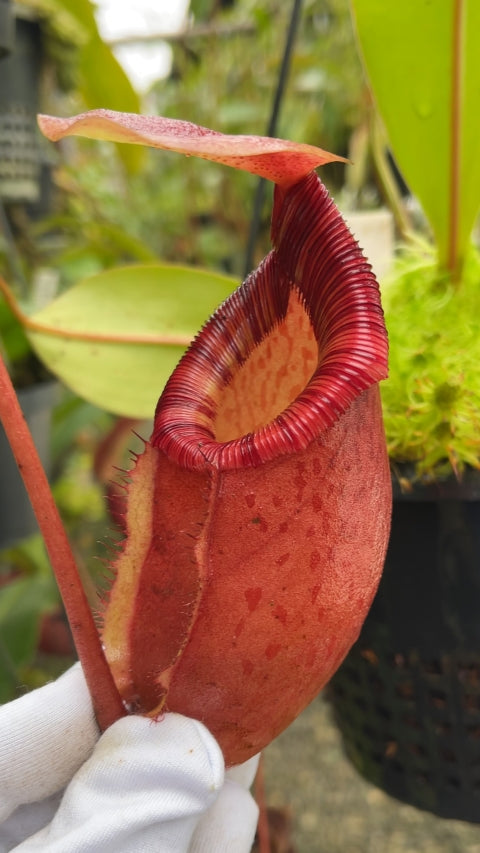 N. sibuyanensis x ephippiata – assorted clones: BE-4644 *Pre-Order*