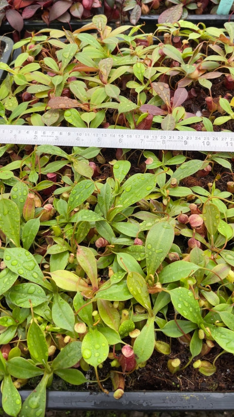 N. sibuyanensis x ephippiata – assorted clones: BE-4644 *Pre-Order*