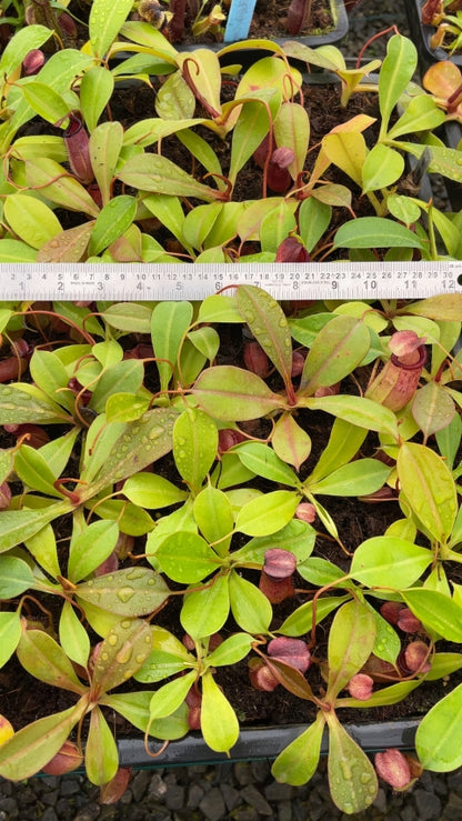 N. sibuyanensis x ephippiata – assorted clones: BE-4644 *Pre-Order*
