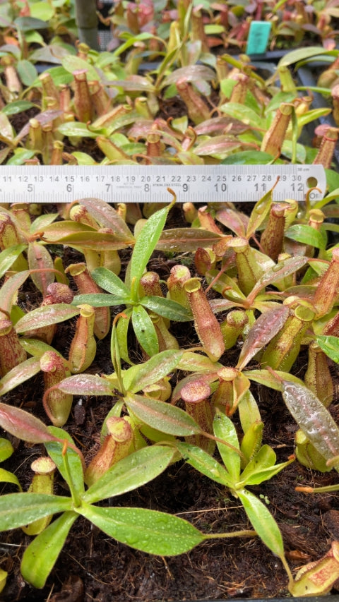 N. spectabilis x klossii – assorted clones: BE-4648 *Pre-Order*