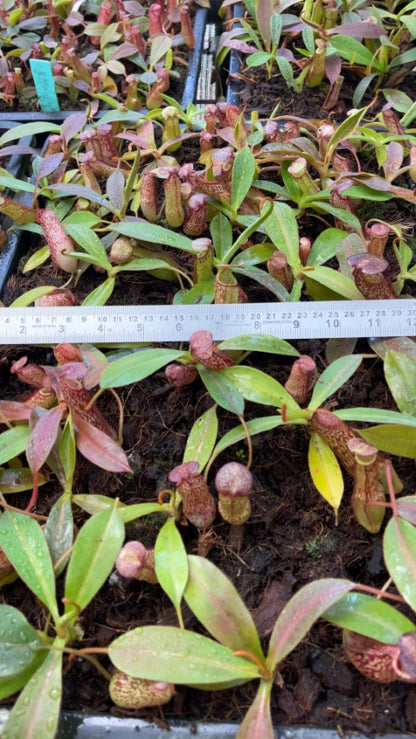 N. spectabilis x klossii – assorted clones: BE-4648 *Pre-Order*
