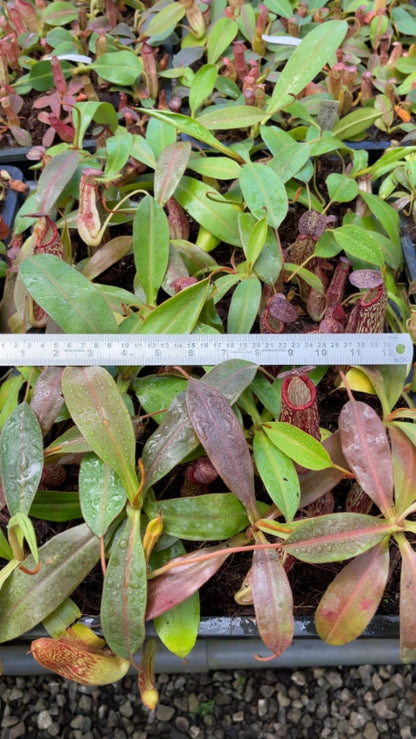 N. spectabilis x klossii – assorted clones: BE-4648 *Pre-Order*
