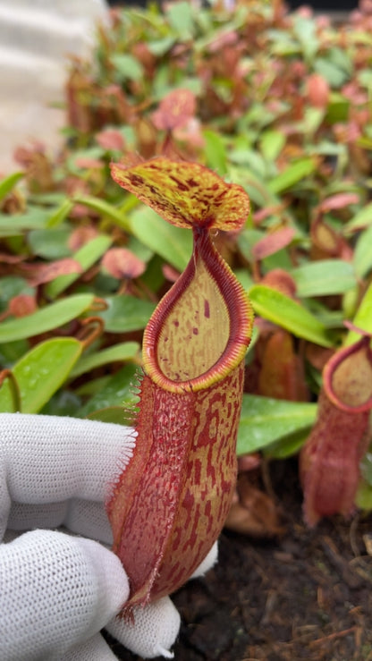 N. hamata x (chaniana x veitchii) - assorted clones: BE-4651