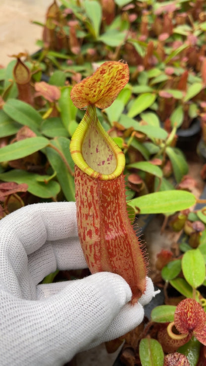 N. hamata x (chaniana x veitchii) - assorted clones: BE-4651 *Pre-Order*