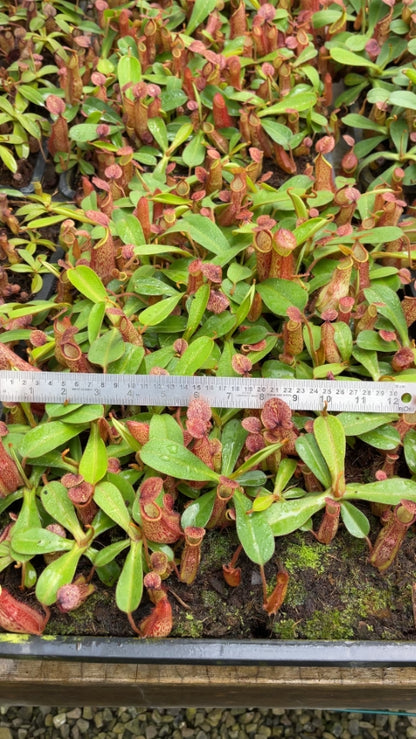 N. hamata x (chaniana x veitchii) - assorted clones: BE-4651 *Pre-Order*