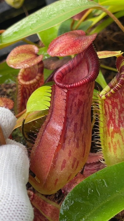 N. burkei x ephippiata – assorted clones: BE-4652 *Pre-Order*