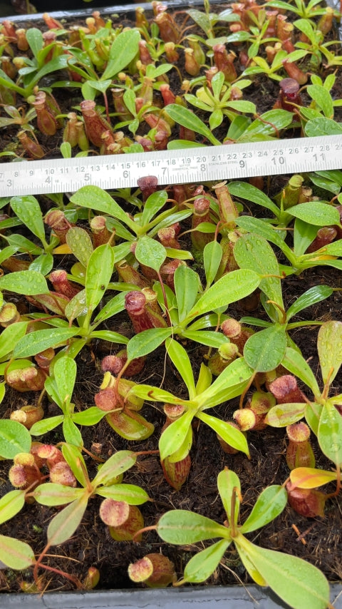 N. burkei x ephippiata – assorted clones: BE-4652 *Pre-Order*