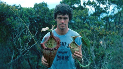 Nepenthes ‘Alisaputrana’ – best selected clone: BE-4657