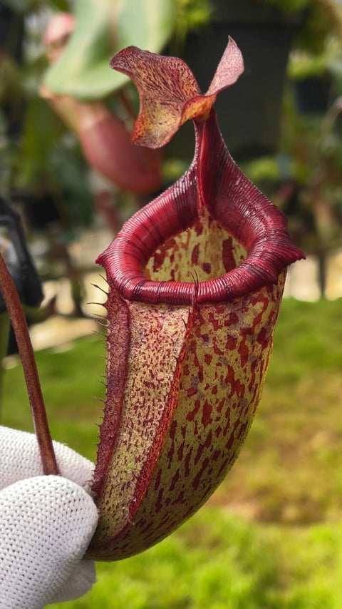 Nepenthes ‘Alisaputrana’ – best selected clone: BE-4657