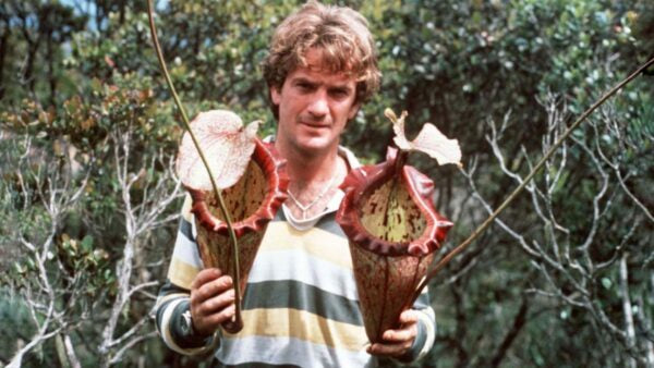 Nepenthes ‘Alisaputrana’ – best selected clone: BE-4657