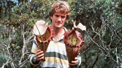 Nepenthes ‘Alisaputrana’ – best selected clone: BE-4657