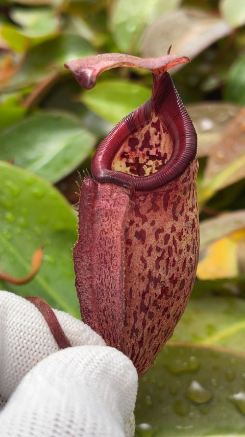 Nepenthes ‘Alisaputrana’ – best selected clone: BE-4657