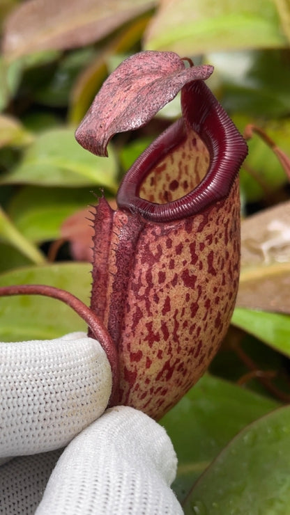 Nepenthes ‘Alisaputrana’ – best selected clone: BE-4657