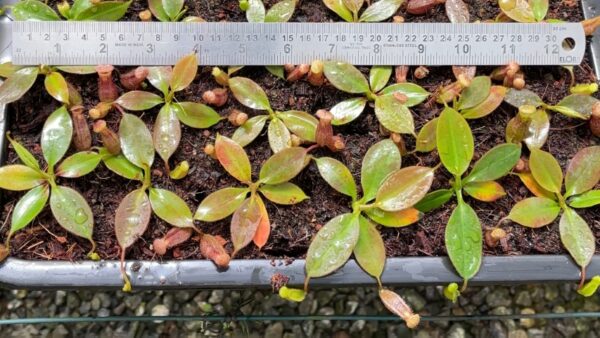 Nepenthes ‘Alisaputrana’ – best selected clone: BE-4657