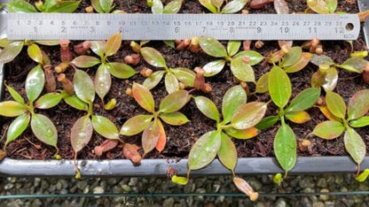 Nepenthes ‘Alisaputrana’ – best selected clone: BE-4657