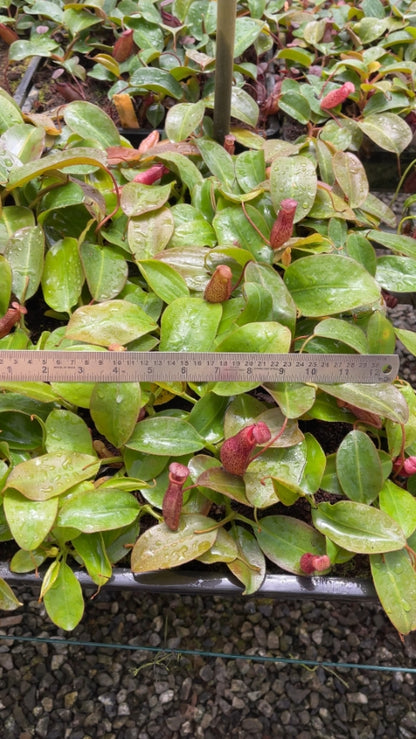 Nepenthes ‘Alisaputrana’ – best selected clone: BE-4657