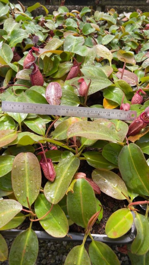 Nepenthes ‘Alisaputrana’ – best selected clone: BE-4657