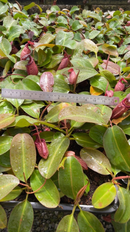 Nepenthes ‘Alisaputrana’ – best selected clone: BE-4657