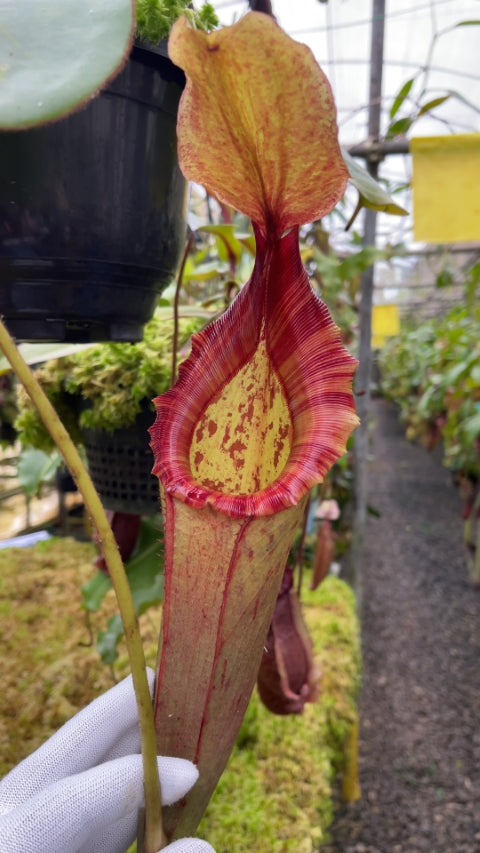 N. rajah x (chaniana x veitchii): BE-4666