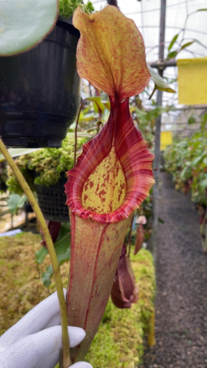 N. rajah x (chaniana x veitchii): BE-4666