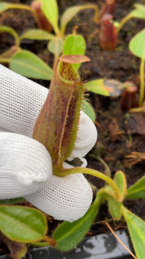 N. mollis x lowii: BE-4668