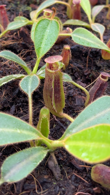 N. mollis x lowii: BE-4668
