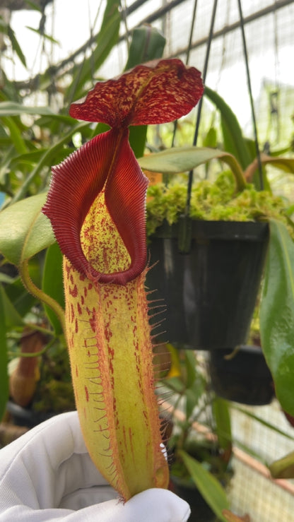 N. veitchii x klossii - assorted clones: BE-4670