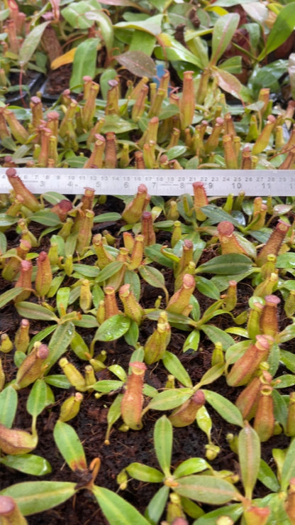 N. veitchii x klossii - assorted clones: BE-4670 *Pre-Order*