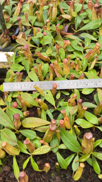N. veitchii x klossii - assorted clones: BE-4670 *Pre-Order*