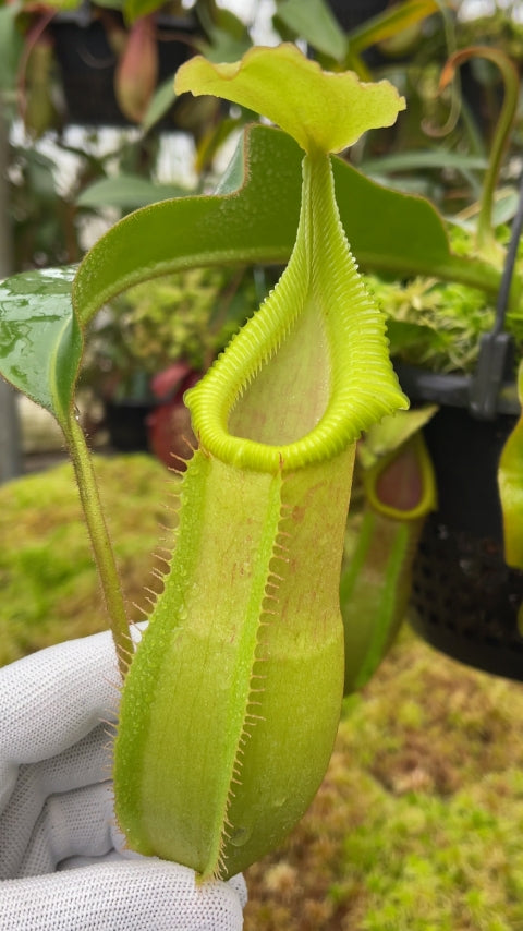 N. veitchii Pa’Umor x edwardsiana – selected clone – FC-182: BE-4672