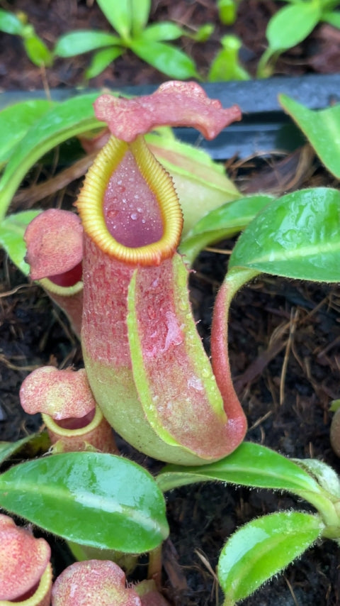N. veitchii Pa’Umor x edwardsiana – selected clone – FC-182: BE-4672 & BE-4722