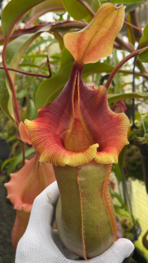 N. veitchii x ventricosa – selected clones: BE-4674