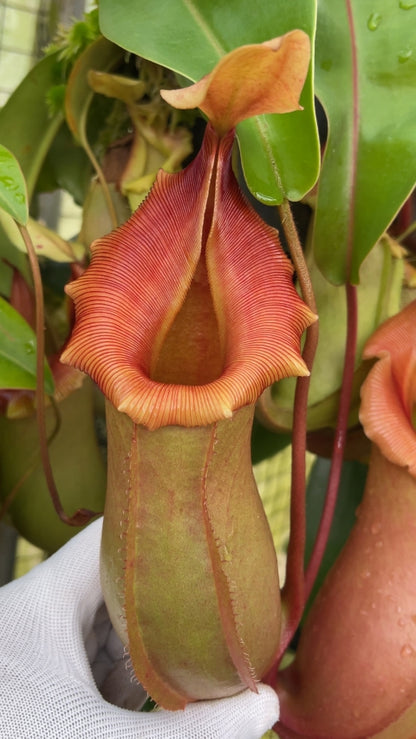 N. veitchii x ventricosa – selected clones: BE-4674 *Pre-Order*